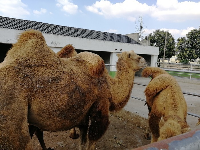 開沙島動物園